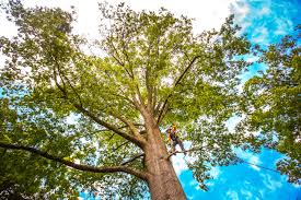 Best Lawn Maintenance Plans  in Sealy, TX