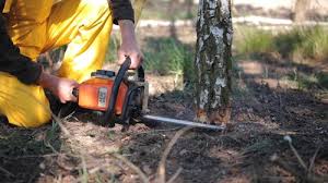 Best Lawn Mowing  in Sealy, TX