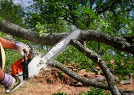 Best Lawn Grading and Leveling  in Sealy, TX