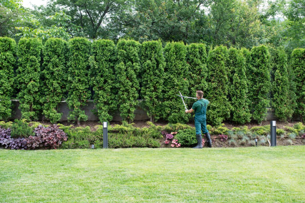 Sealy, TX Tree Removal Company