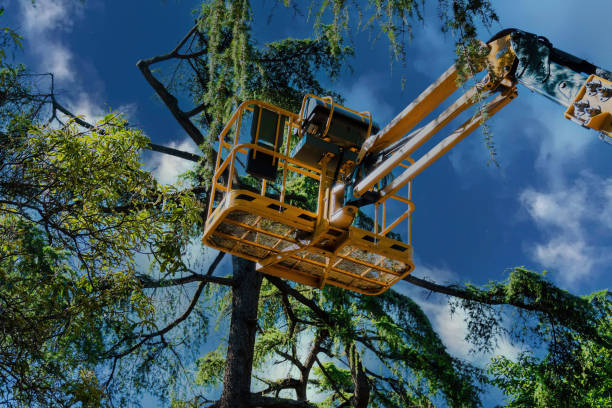 Best Tree Disease Treatment  in Sealy, TX