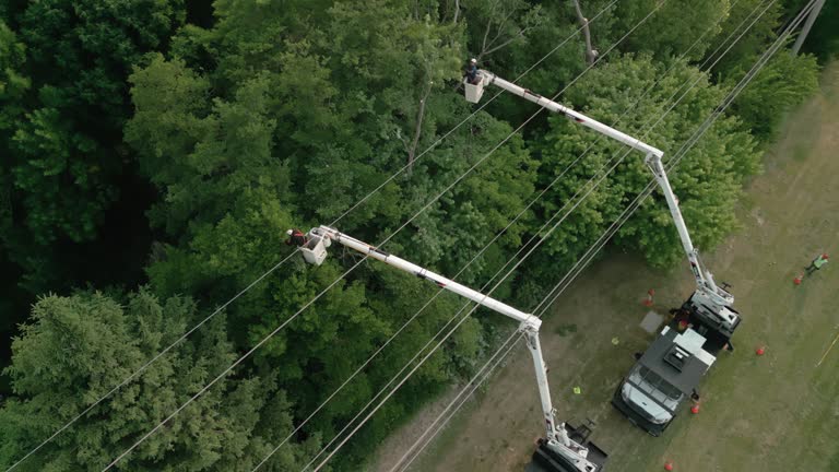 Best Hazardous Tree Removal  in Sealy, TX