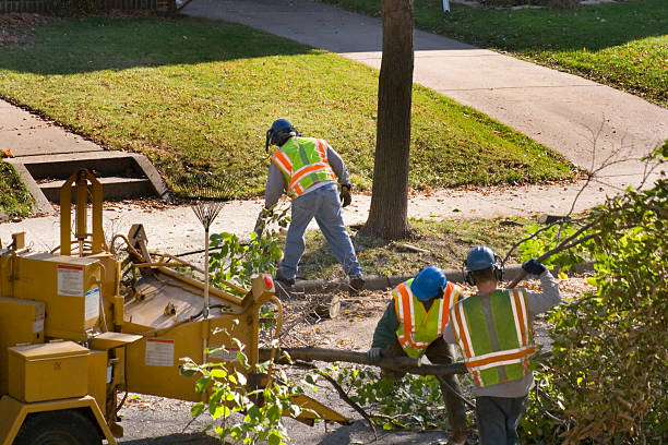 Best Seasonal Cleanup (Spring/Fall)  in Sealy, TX
